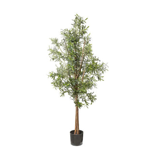 Olive Tree 1.7m by Florabelle