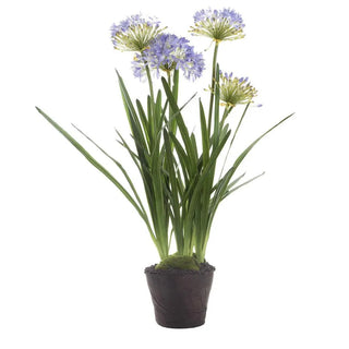 Agapanthus in Paper Pot Lavender 1.1m